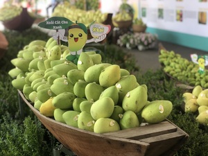 Estándar DE LA UE Vietnam Cat Chu Mango - Sweet Yellow Honey Mango | Calidad de exportación fresca | Sin puntos negros - Product Image 2