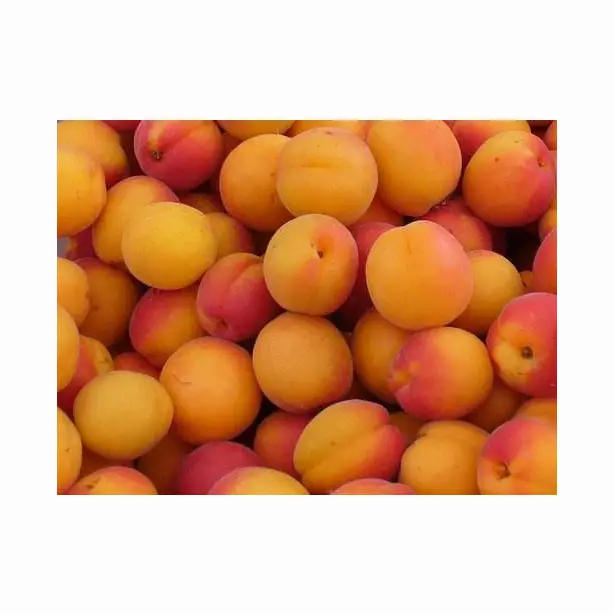 Harga grosir aprikot kering bentuk beku aprikot kualitas ekspor produk Premium tersedia
