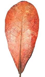 พลาสติกใบอัลมอนด์อินเดียขนาด21-25ซม. 8.26-9.8นิ้วเป็นมิตรกับสิ่งแวดล้อมคุณภาพสูง500โลโก้ออกแบบได้ตามต้องการสำหรับตู้ปลา - Product Image 3