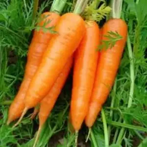 Свежая морковь замороженная нарезанная кубиками морковь Настраиваемые характеристики овощные ингредиенты удобные и быстрые