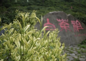 ชาเขียวอันจีไป๋ชา ยูเฟิงชา คุณภาพสูง ขายส่งจากไคหยาง ชาใบชาคุณภาพดีเพื่อสุขภาพ - Product Image 6