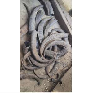 Pointe de corne de buffle naturelle - Design moderne fait à la main, respectueux de l'environnement, taille personnalisée et couleur naturelle pour les décorations de fêtes et de mariages - Product Image 2