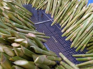 ไม้เท้าจากเวียดนามรสชาติอร่อย - Product Image 3