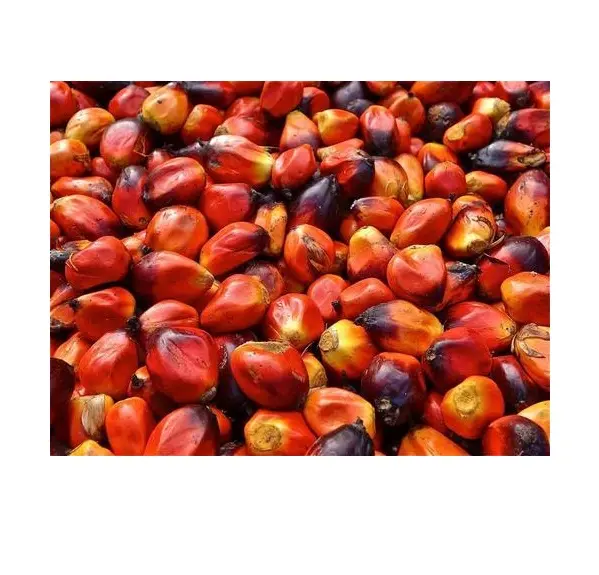 Hochwertige rohe getrocknete/frische Palm kerne Nüsse zum günstigen Großhandels preis