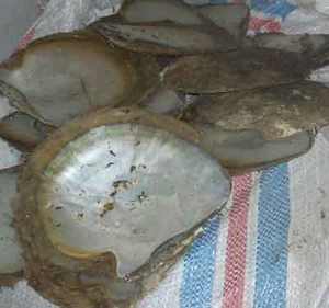 PINCTADA MAXIMA ou coquillage naturel pour bijoux, nacre brute, matière première, taille 16-18 cm - Product Image 4