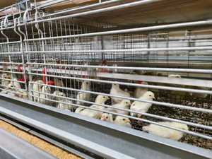 Las jaulas de pollos de engorde y ponedoras preferidas en las granjas de cría, el sistema de soporte completo hace que la gestión de la cría sea más eficiente - Product Image 3