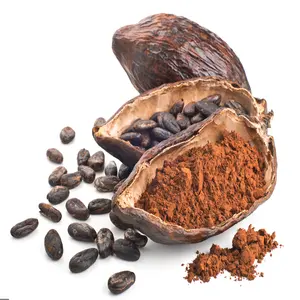 Plantas de cacao de chocolate a la venta | Proveedor de granos de cacao en Ghana | 20% Ventas con descuento