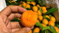 Prune mariale vietnamienne |   Gandaria |   Prune mangue pour l'exportation