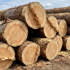 Troncos de Ciprés Hinoki Japonés de Primera Calidad, de 100 Años de Antigüedad |   Chamaecyparis obtusa |   Madera de Bosque Sostenible |   Longitud de 200-600 cm - Product Image 1