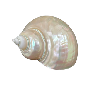 เปลือกหอยเทอร์โบเบอร์เกสไข่มุกขัดเงาสำหรับตกแต่งบ้านและหัตถกรรมเกรดพรีเมี่ยมจากเวียดนาม - Product Image 1