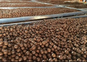 Natural Macadamia <strong>Nuts</strong>/ Roasted Macadamia <strong>Nuts</strong> <strong>in</strong> <strong>Shell</strong> - Product Image 3