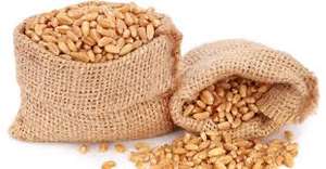 Grain de blé de haute qualité à vendre - Product Image 6