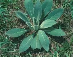 Hoja de Gordolobo de Alta Calidad para Suplementos Dietéticos, Tés Herbales y Productos de Cuidado Personal Disponibles a un Precio Accesible - Product Image 4