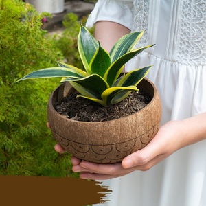 Meilleure vente d'orchidées en pot, fleurs d'orchidées, bonsaï, nouveau style, coquilles de noix de coco, pots en bois naturel, jardinière de cactus - Product Image 4