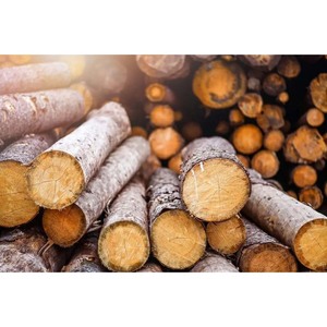 Madera de Pino Lisa, Recta y de Alta Calidad para Construcción y Carpintería - Product Image 6