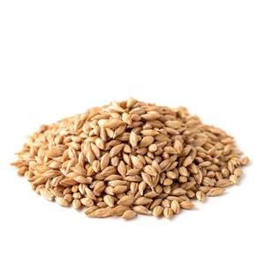 Orge décortiquée de haute qualité en vrac, orge perlée premium à longue durée de conservation, origine Pays-Bas, pour l'alimentation humaine et animale - Product Image 5