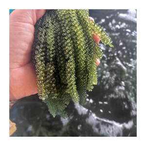 Uva de mar fresca y deshidratada de Vietnam: exportador a granel de uva de mar de primera calidad que ofrece excelentes ofertas - Product Image 2