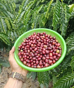 Café Robusta Premium de Vietnam, Aroma Intenso, Venta al por Mayor, Suministro a Granel en Sacos de Yute - Product Image 4