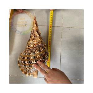Coquillages de trompette de qualité supérieure à des prix de gros compétitifs-beaux et naturels - Product Image 1