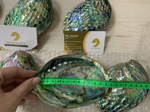Concha de Paua natural Abanlone, conchas marinas vietnamitas de gran venta: precio al por mayor para coleccionistas exigentes, muchos tipos de conchas marinas - Product Image 2