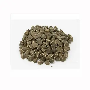 Premium Herbs And Plants Moringa Oleifera- Seeds Rich