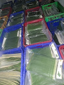 ใบกล้วยแช่แข็งเวียดนาม คุณภาพสูง พร้อมส่งออก - Product Image 4