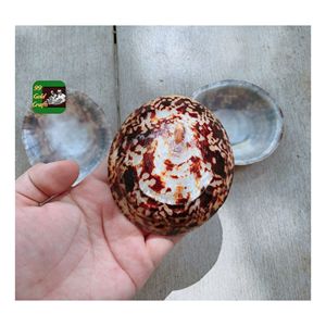 Conchas de Lapa de Vietnam ecológicas para decoración inspirada en el océano, diseño de joyas y artesanía sostenible, superventas 2025 - Product Image 1