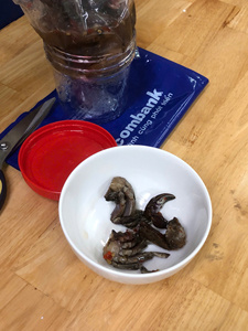 ปูทะเลแช่แข็งทั้งตัวผ่านกรรมวิธีภายใต้มาตรฐานที่เข้มงวดเพื่อความสะอาดและคุณภาพที่สม่ำเสมอ - Product Image 6