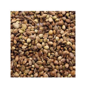 Semillas de cáñamo de grado premium de doble lengua para extracción de aceite y exportador de superalimentos a granel de La India con 12 meses de vida útil - Product Image 4