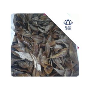 Operculum de Murex de Alta Calidad, Piezas Secas y Limpias, Ideales para Joyería de Resina, Decoración Artesanal y Diseños de Arte Hechos a Mano, Vietnam - Product Image 1