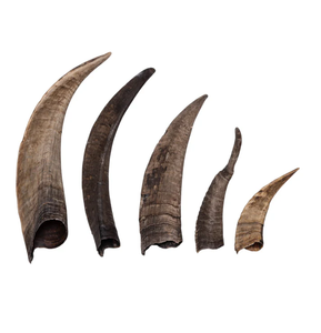 ฮอร์นขนแพะธรรมชาติสำหรับตกแต่ง100% - Product Image 6