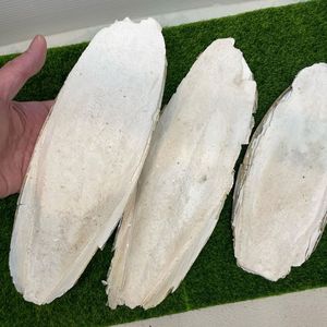 VIETNAMESE <b>CUTTLEFISH</b> BONE - IDEAL FOR PETS, BIRDS AND ANIMAL FEED - Product Image 4