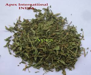 Hojas de Stevia Apex International, Hojas de Stevia Secas, Fabricante de Rajasthan, India - 24 Meses de Duración, Almacenar en un Lugar Seco - Product Image 4