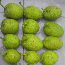 FRUITS À PAIN CONGELÉS NATURELS PUR FRUITS TROPICAUX ENTIERS POUR UN SOUTIEN IMMUNITAIRE ET À BASE DE PLANTES PROPRE ALIMENTATION STYLE DE VIE - Product Image 6