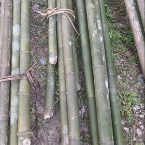 BAMBOO, producto agrícola vietnamita de bambú, arquitectura de paisaje natural al aire libre ecológica - Product Image 4