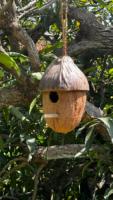 Nids d'oiseaux en coco écologiques et durables fabriqués à partir de cosses et coquilles de noix de coco originales et naturelles