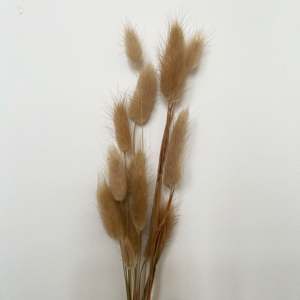 Lagurus de Flores Secas - Product Image 2