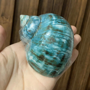 Venta al por mayor grandes conchas blancas naturales de vieira, conchas de caracol de mar pulidas para decoración listas para exportar desde Vietnam - Product Image 2