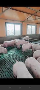 Nouveau stylo de pépinière de mise bas de truie pour l'élevage de porcs Garantie de 1 an Cage de maternité Équipement d'élevage d'animaux de mise bas de porcs - Product Image 2