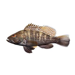 fresh sea fish frozen fish frozen seabass bass price