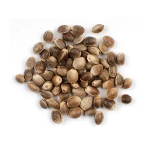 Top Quality Supplier Hemp Seeds For Sale In Cheap High Feminized Hemp Seeds Bulk Wholesale