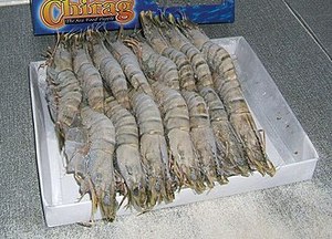 กุ้งแวนนาไมแช่แข็งพรีเมียม – จำหน่ายส่งจากเวียดนาม - Product Image 4