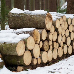 Arena para gatos de madera de pino sin polvo, viga de pino, madera con ranura y tablero absorbente de sonido para construcción - Product Image 5