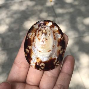 Coquille polie brune de campette/coquille de conque/coquillage pour l'artisanat, décoration avec le prix concurrentiel Elysia - Product Image 6