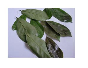 Productos naturales de Hojas de Guanábana en Vietnam: baratos y de alta calidad tienen muchos usos inesperados para exportar a granel - Product Image 6