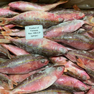 Pescado Congelado Premium, Atún Rojo Entero IQF de Vietnam, 24 Meses de Vida Útil, Envasado al Vacío a Granel, Almacenamiento a -18°C, Exportación Directa - Product Image 2