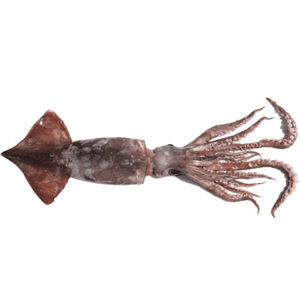 Fournisseur en gros de seiches séchées au soleil emballées entières nettoyées congelées océan qualité supérieure conservées qualité de fruits de mer pour exportation - Product Image 1