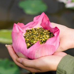 Plumule de lotus séché de qualité supérieure en provenance du Vietnam, matière première végétale en vrac pour les produits de santé et de bien-être - Product Image 2