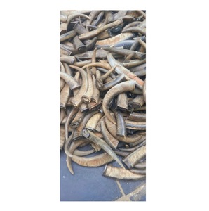 แตรควายหัวกลมปลายดิบธรรมชาติ - Product Image 1