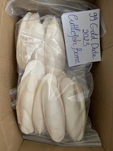 Os de seiche sec avec prix de gros Os de seiche de haute qualité séché de qualité A Grade pour oiseaux Ossa Sépia à partir de 99 GOLD DATA - Product Image 6